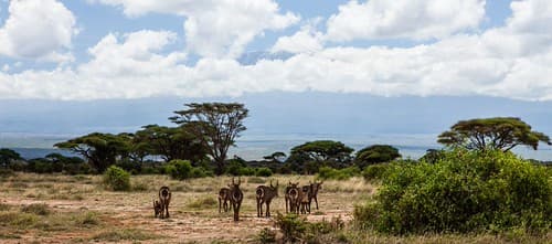 Amboseli, Kenya