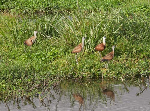 Amboseli, Kenya