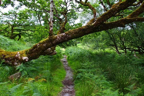 Kerry Trail - Killarney National Park 51