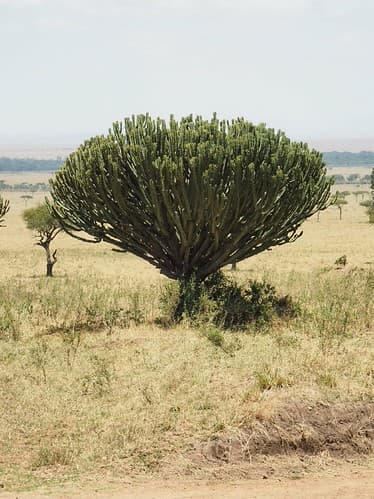 Kenya