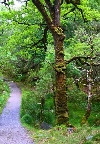 Kerry Trail - Killarney National Park 25