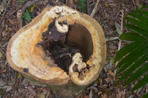 Cut-down Eucalyptus Tree