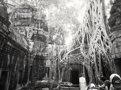 Ta Prohm, the temple in the jungle