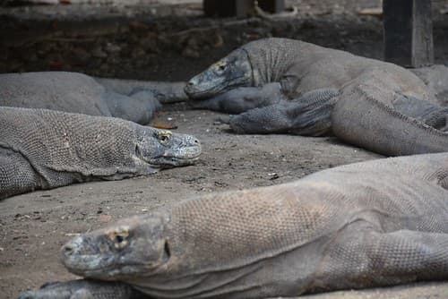 Dragon varans at Pulau Rinca (Flores, Indonesia 2016) (Kopie)