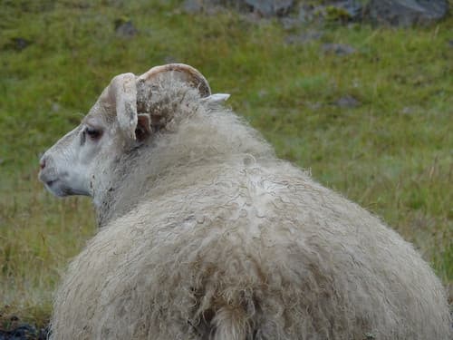 Mouton d'Islande