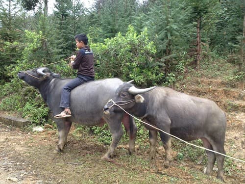 VOYAGE EN FAMILLE AU VIETNAM