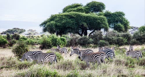 Amboseli, Kenya