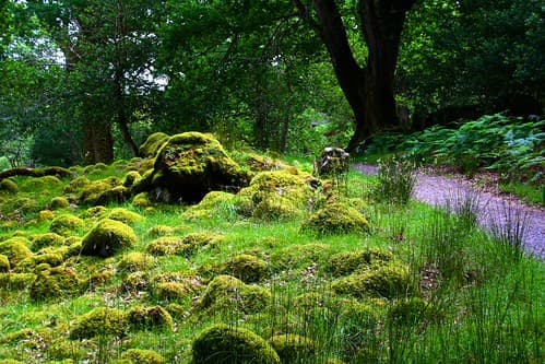 Kerry Trail - Killarney National Park 28