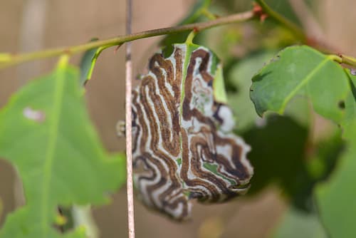 Eaten by a Leaf Miner