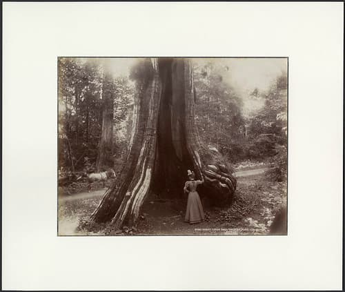 Great cedar tree, Stanley Park, 1897 / Grand cèdre au parc Stanley, 1897