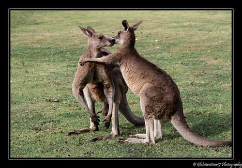 Kangourous gris. Australie