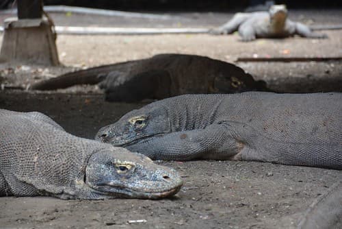Dragon varans at Pulau Rinca (Flores, Indonesia 2016) (Kopie)