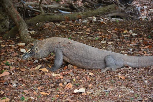 Dragon varans at Pulau Rinca (Flores, Indonesia 2016) (Kopie)