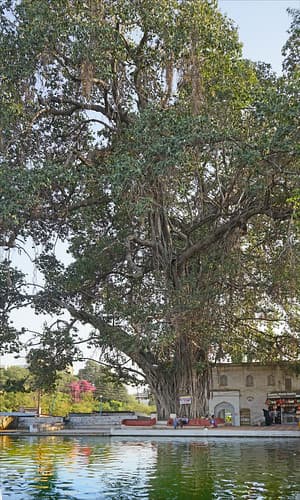 Vieux banian à Panchakki (Aurangabad, Inde)