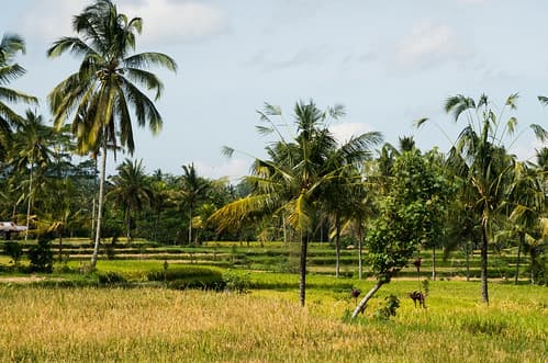 Bali (Ubud, Canggu, Kuta) Indonesie — photo de fabienlej
