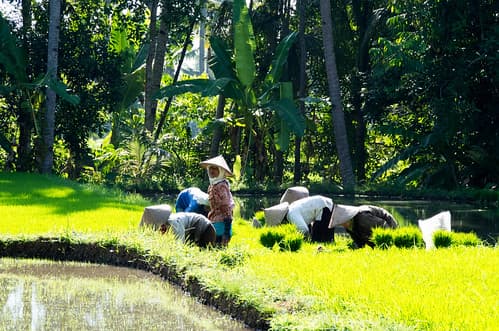 Bali (Ubud, Canggu, Kuta) Indonesie — photo de fabienlej
