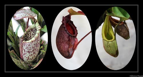 Plantes carnivores-  Kinabalu National Park- Sabah- Bornéo- Malaisie- Malaysia