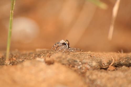 Gabon 2006 255