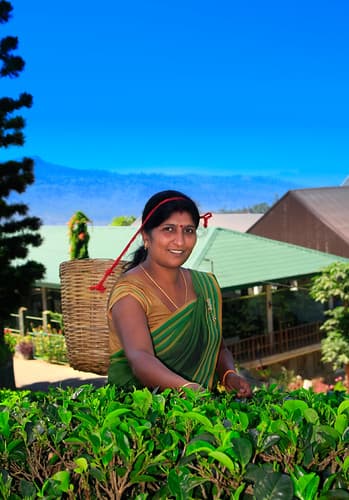 Tea plucking Nuwara Eliya Sri Lanka
