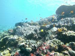 Hôtel Hotel Biyadhoo 3* — Maldives