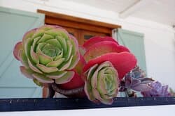 Hôtel BARBERTON MANOR GUEST HOUSE — Afrique du sud