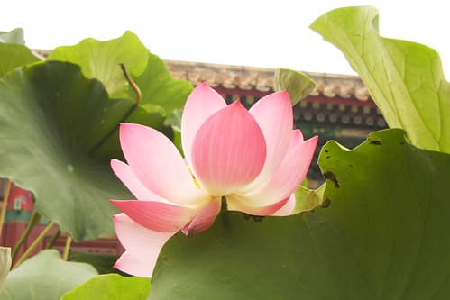 Lotus 01