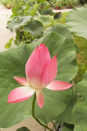 Lotus 02