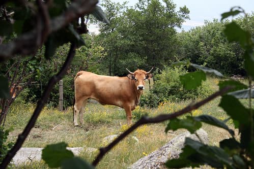 Cow voyeur