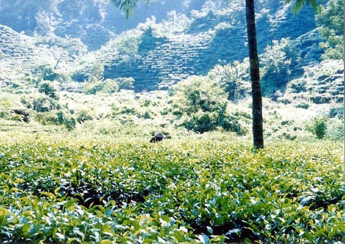 Tea Garden, Srimangal #2