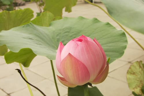 Lotus 03