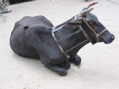 inde vache sacrée Udaipur