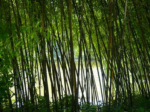 Bamboo curtain // Rideau de bambous