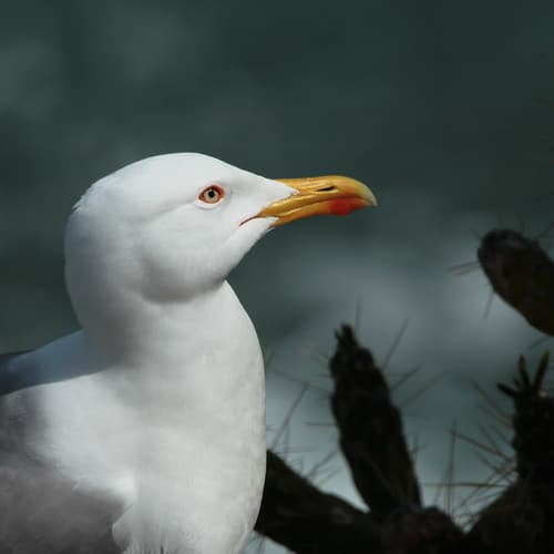 Almuñécar