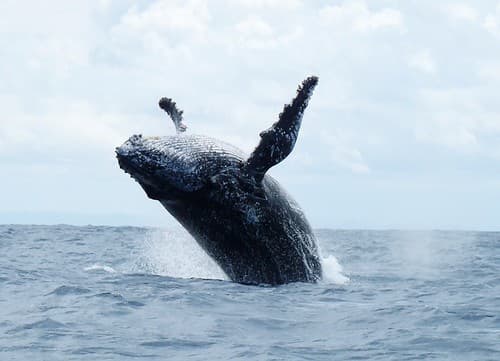 Baleine à bosse, Sainte Marie, Madagascar