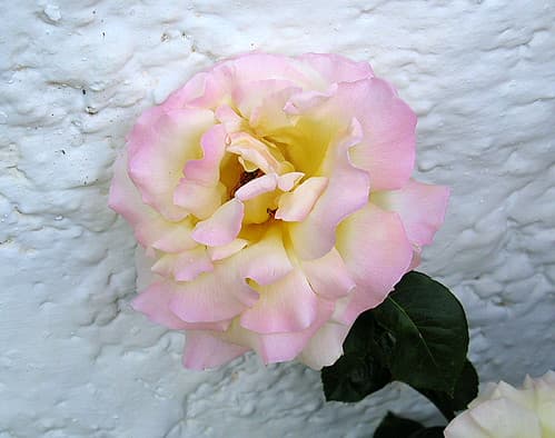 A Spanish rose, Andalucía