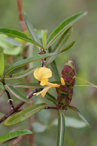 Barleria lupulina (Acanthaceae)