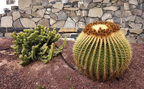 Cacti in Betancuria, Fuerteventura