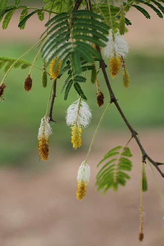 Dichrostachys cinerea (Fabaceae)