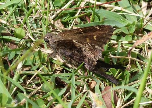 Urbanus dorantes (Lucas, 1857). Dorantes Longtail Skipper