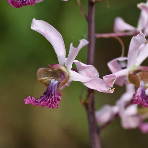 Eulophia cristata (Orchdaceae)