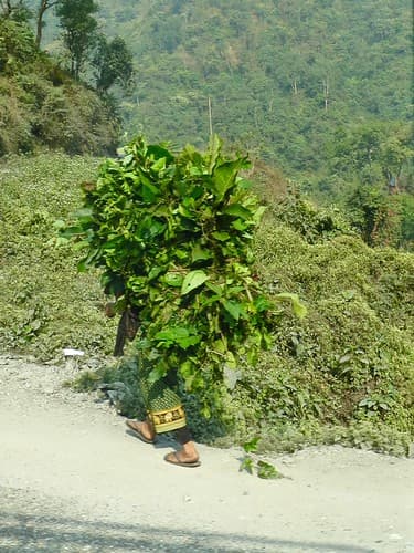 Chitwan, Nepal