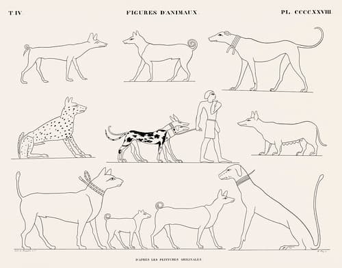 Animal figures from the original paintings from Monuments de l'Égypte et de la Nubie (1835-1845) by Jean François Champollion (1790-1832). Digitally enhanced by rawpixel.