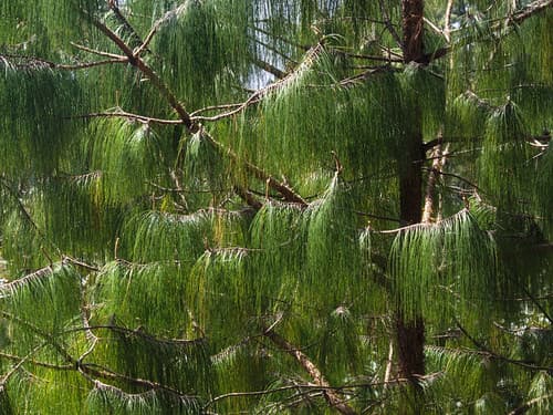 Nagarkot pine