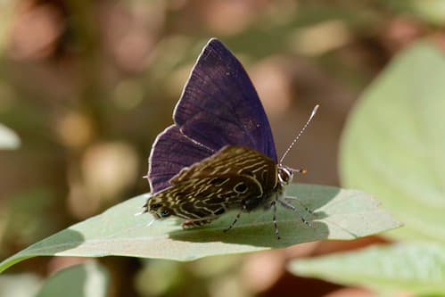Anthene larydas (Lycaenidae: Polyommatinae: Lycaenesthini) — male