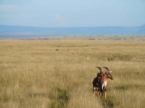 Kenya