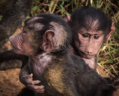 Baby Yellow Baboons (Papio cynocephalus), Maasai Mara
