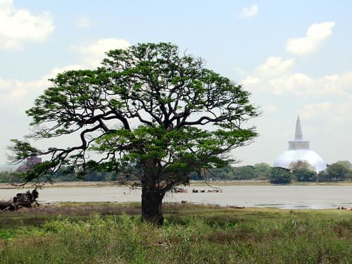 Thissa Wewa Lake