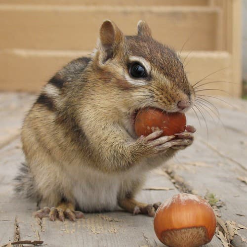 "Lucky me! I've got two beautiful nuts!"