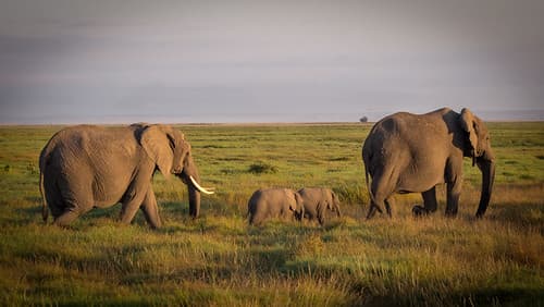 In memory of one of the rare Elephant Twins, who died this week. Amboseli National Park