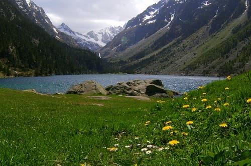 Flowers, Lake, Mountain